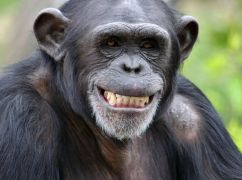 В харьковский Экопарк вернули шимпанзе