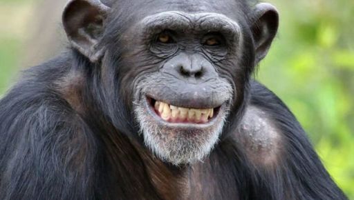 В харьковский Экопарк вернули шимпанзе
