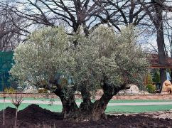 У Харкові внаслідок російського обстрілу загинула 368-річне оливкове дерево – ровесник міста