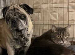 Харківські зооволонтери шукають родину для нерозлучної пари &ndash; кота та мопса