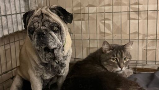 Харьковские зооволонтеры ищут семью для неразлучной пары &ndash; кота и мопса