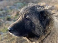 В Харьковской области ищут новый дом для кавказской овчарки, хозяина которой убили оккупанты