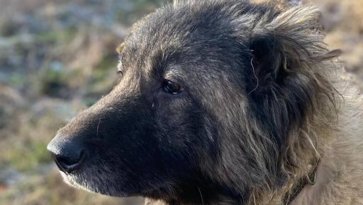 На Харківщині шукають новий дім для кавказької вівчарки, господаря якої убили окупанти