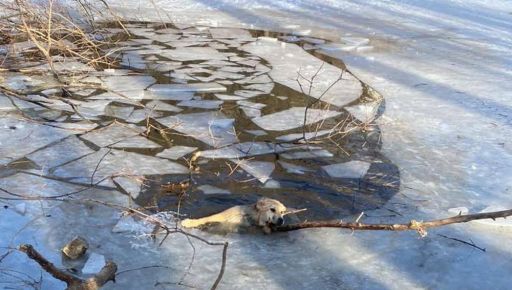 На Харьковщине мужчина вытащил из-подо льда собаку: Видео спасения