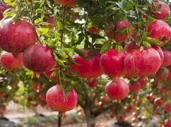 В Харьковской области скоро будут расти гранаты и маракуйя – эксперт