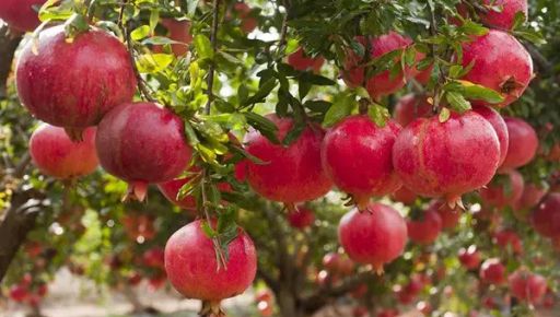 На Харківщині незабаром будуть рости гранати та маракуйя – експерт