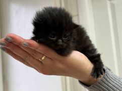 На Харьковщине военные спасли котят: Малышам ищут новые семьи