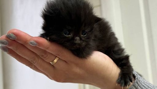 На Харківщині військові врятували кошенят: Малюкам шукають нові родини
