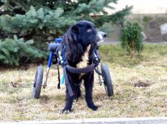 Спасло чудо: В Харькове ищут дом для особенной собаки