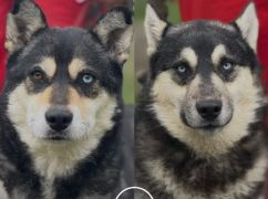 Остались без хозяев под обстрелами: для двух хаски из Харьковщины ищут дом
