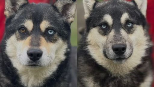 Залишилися без господарів під обстрілами: для двох хаскі з Харківщини шукають дім