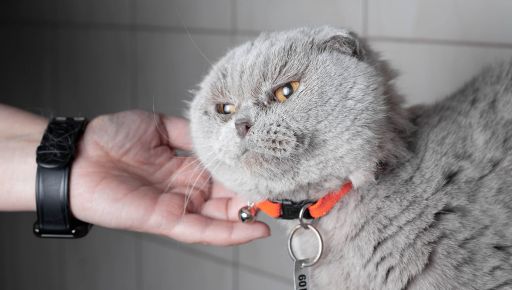 В Харькове ищут дом кошке-"пенсионерке", которая осталась одна из-за войны