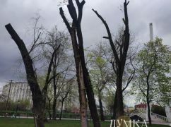 В Харькове показали, как "омоложение" от коммунальщиков убивает здоровые деревья