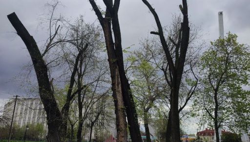 У Харкові показали, як "омолодження" від комунальників убиває здорові дерева