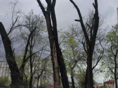 В Харькове целая улица осталась без деревьев из-за кронирования – экоактивист
