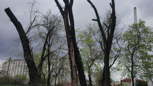 У Харкові ціла вулиця залишилася без дерев через кронування – екоактивіст