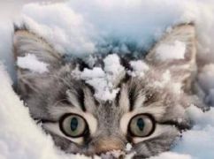 Синоптики рассказали, будет ли снежить на Харьковщине 20 февраля