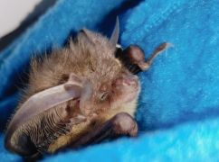 На Харківщині знайшли рідкісного кажана з важкими травмами: Подробиці