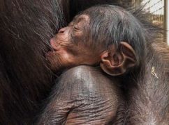 У шимпанзе, эвакуированных из харьковского Экопарка, родился детеныш