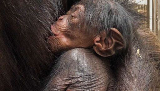 У шимпанзе, евакуйованих із харківського Екопарку, народилося дитинча