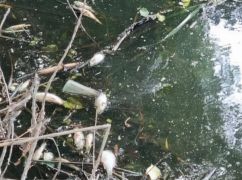 Массовый мор рыбы и гибель уток: Экоактивист заявил о катастрофе на реке Уды под Харьковом