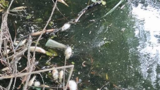 Массовый мор рыбы и гибель уток: Экоактивист заявил о катастрофе на реке Уды под Харьковом