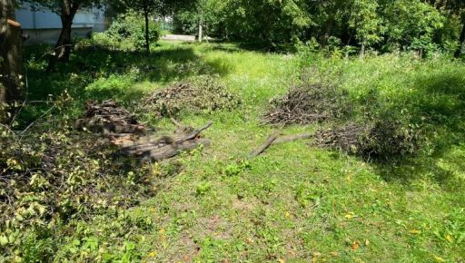 Харьковчанина оштрафовали за варварское "кронирование" здоровых деревьев
