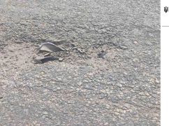 В Харьковской области дорожники во время ремонта наткнулись на взрывчатку