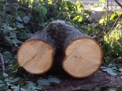 На Харківщині чиновник лікарні провів вбивче кронування здорових дерев: Реакція екоінспекції