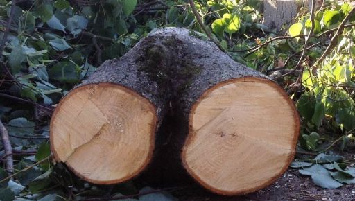 На Харьковщине чиновник больницы провел убийственное кронирование здоровых деревьев: Реакция экоинспекции