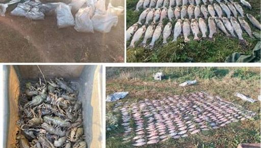 На Харківщині схопили браконьєра, який сітками виловив риби на 1,3 млн грн