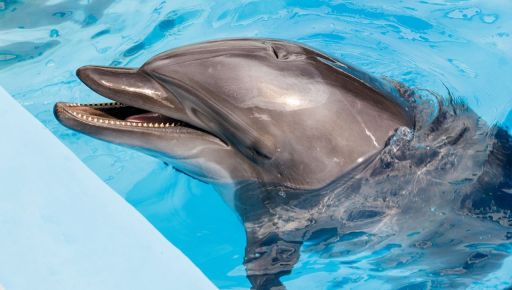Харьковский дельфинарий неожиданно перешел на узбекский в соцсетях (ФОТОФАКТ)