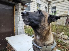 У Харкові службовий пес НГУ знайшов у машинах автомати, міни та набої (ФОТОФАКТ)