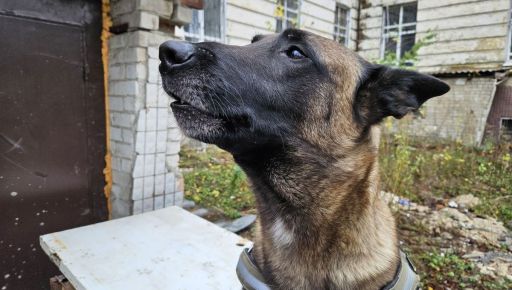 В Харькове служебный пес НГУ нашел в машинах автоматы, мины и патроны (ФОТОФАКТ)