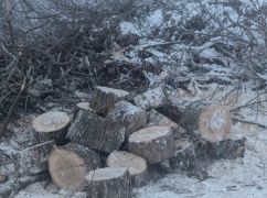 На Харківщині знищили полезахисну смугу: збитки склали понад 100 тис. грн