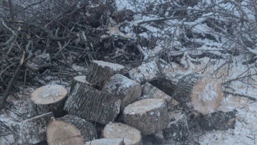 На Харківщині знищили полезахисну смугу: збитки склали понад 100 тис. грн