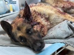 В Харькове ветеринары борются за жизнь овчарки, раненой во время атаки РФ