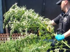 На Харьковщине дрон обнаружил плантацию конопли