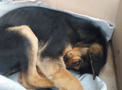 На Северной Салтовке спасли собаку, которую распяли в подвале