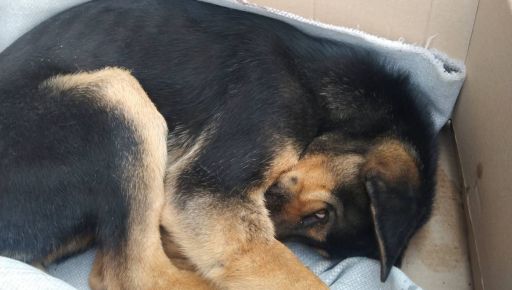 На Северной Салтовке спасли собаку, которую распяли в подвале