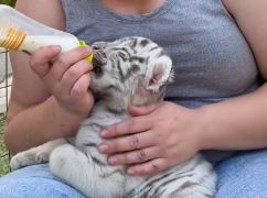В харьковском Экопарке показали тигрят, которых воспитывает собака (ВИДЕО)