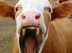 На Харківщині виявили сказ у корови