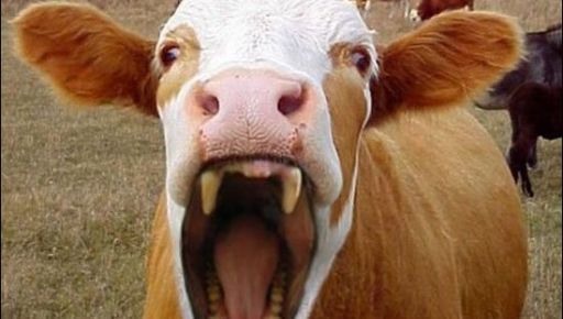 На Харківщині вдруге за тиждень фіксують зараження сказом