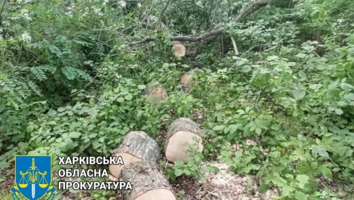 Нарубали на 400 тисяч: На Харківщині "чорним лісорубам" не вдалося втекти від кримінальної відповідальності