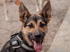 На Харьковщине спасли щенка с вросшим ошейником