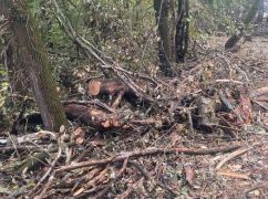 В лесу на Купянщине неизвестные вырубили более 100 деревьев