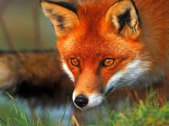 Бешенство на Харьковщине: В одной из громад всю зиму будут отстреливать лис