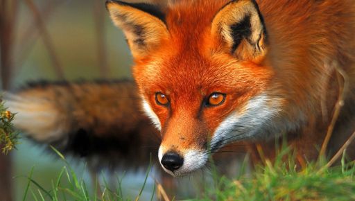 Сказ на Харківщині: В одній із громад усю зиму відстрілюватимуть лисиць