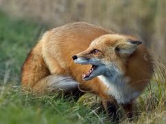 На Харківщині 3 січня будуть відстрілювати лисиць