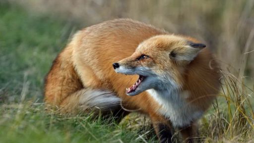 На Харківщині 3 січня будуть відстрілювати лисиць